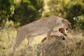 Beautiful lioness playing with her cub captured in the African jungles Royalty Free Stock Photo