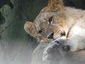 Beautiful Lioness Portrait