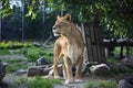 Beautiful Lioness the Queen of Beasts Green Background Royalty Free Stock Photo