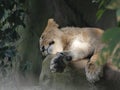 Beautiful Lioness Portrait