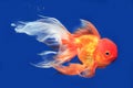 Beautiful Lionhead goldfish Royalty Free Stock Photo