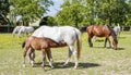 Beautiful Lipizzaner horses Royalty Free Stock Photo