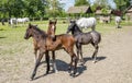 Beautiful Lipizzaner horses Royalty Free Stock Photo