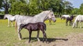 Beautiful Lipizzaner horses Royalty Free Stock Photo