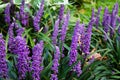 Beautiful liriope muscari or lily turf flowers in the garden