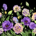 Beautiful lisianthus flowers with green leaves on black background. Seamless floral pattern. Watercolor painting. Royalty Free Stock Photo