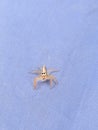 Beautiful Lite Golden Colour Baby Spider