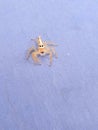 Beautiful lite Golden colour small spider