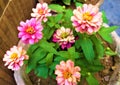 A Beautiful Lite Pink Flower & Green Leaves