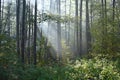 Beautiful Lithuania landscape.Foggy morning in forest