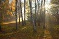 Beautiful Lithuania landscape.Foggy morning in forest Royalty Free Stock Photo