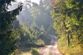 Beautiful Lithuania landscape.Misty morning in forest