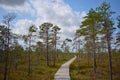 Beautiful Lithuania nature .Swamp Musa near Latvian border . Royalty Free Stock Photo