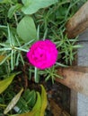 Beautiful litle rose flower