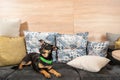 Beautiful little adopted black terrier dog lies on the pillows on the sofa Royalty Free Stock Photo