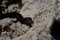 Little agile lizard basking in the spring sun on the clear warm sand of the beach