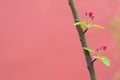 Beautiful little apple tree flower on a branch on red background