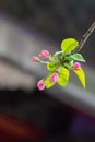 Beautiful little apple tree flower on a branch in the spring,closeup shot Royalty Free Stock Photo