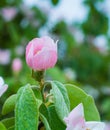 Beautiful little apple tree flower closeup