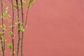 Beautiful little apple tree flower on red wall with copy space