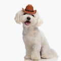 beautiful little bichon dog with cowboy hat sticking out tongue Royalty Free Stock Photo