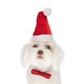 Beautiful little bichon dog wearing christmas hat and red bowtie Royalty Free Stock Photo