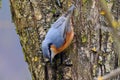 A beautiful little bird Eurasian nuthatch searches for food on a powerful tree trunk. Royalty Free Stock Photo