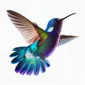 Beautiful little bird hummingbird purple blue iridescent color isolated on white close-up Royalty Free Stock Photo