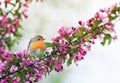 little bird Robin sitting on a branch of a flowering pink Apple tree in the spring garden of may