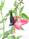 Beautiful little bird sitting on a Flower