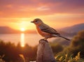 A beautiful little bird on a stone near a lake in a beautiful evening Royalty Free Stock Photo