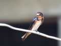 Beautiful little bird on white electric wire line