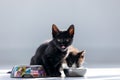 Beautiful little black kitten looking at camera while the other cat licking milk from a bowl placed on the living room floor Royalty Free Stock Photo