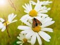 Beautiful little black and red butterfly Zygaena filipendulae on a Daisy flower on a bright Sunny day. A close-up shot Royalty Free Stock Photo