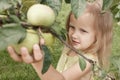 Little blonde girl tears green apples in the garden