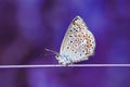 Beautiful little blue butterfly sits on a thin pot Royalty Free Stock Photo