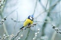 Beautiful little blue tit bird singing a song on a fluffy willow Royalty Free Stock Photo