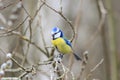 Beautiful little blue tit bird singing a song on a fluffy willow Royalty Free Stock Photo