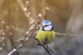 Beautiful little blue tit bird singing a song on a fluffy willow