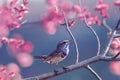 Beautiful little Bluethroat bird with blue throat sits on a blooming rose Bush and sings in the may Sunny garden