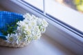 Beautiful little bouquet of white Iberis near window