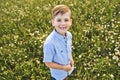 Beautiful little boy in daisy field on sunset, summertime Royalty Free Stock Photo
