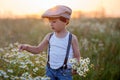 Beautiful little boy in daisy field on sunset Royalty Free Stock Photo