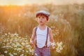 Beautiful little boy in daisy field on sunset