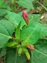 Beautiful little buds of pink flowers in the garden