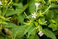 Beautiful little buds and white flowers of Jasmine in the garden