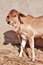 beautiful little bull,calf in farm,young indian cow calf Royalty Free Stock Photo