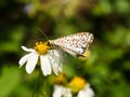 Beautiful little butterfly Royalty Free Stock Photo