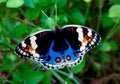 Beautiful little butterfly