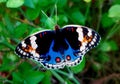 Beautiful little butterfly Royalty Free Stock Photo